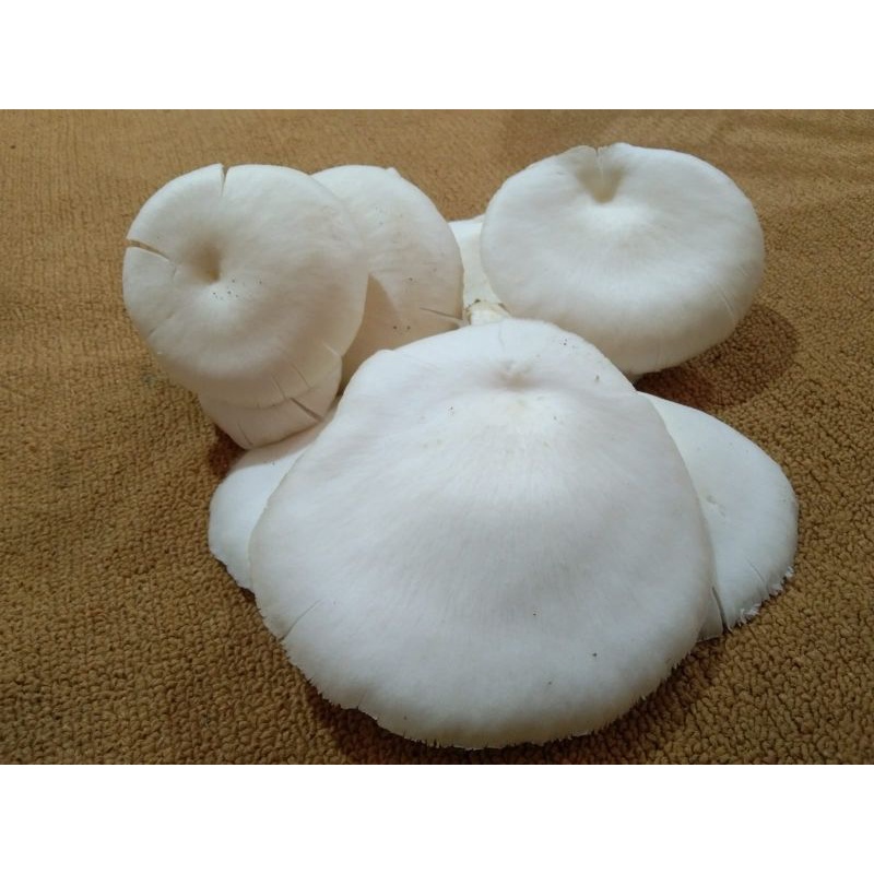 

Jamur Tiram Segar Kwalitas Istimewa Harga Bersahabat