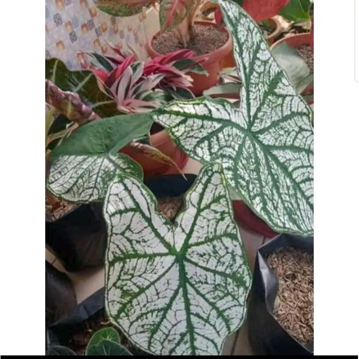 Tanaman Hias Keladi Putih/Keladi White star caladium bintik isi 3 pcs