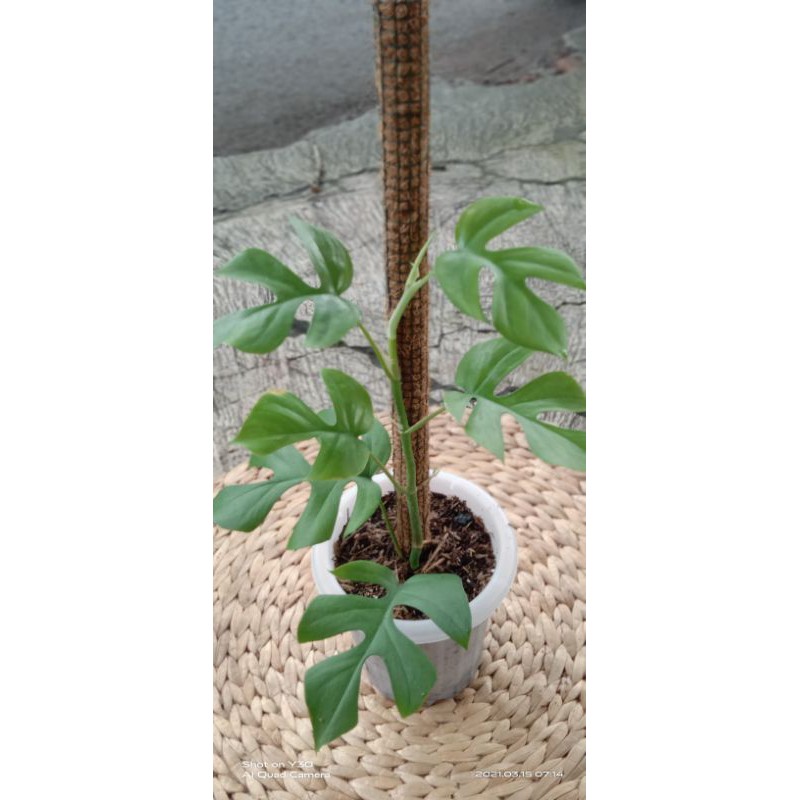 Raphidopora Tetrasperma