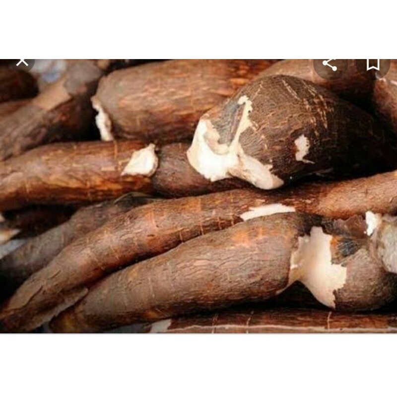 

Singkong super/1kg