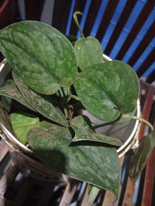 Scindapsus Exotica/sirih Silver