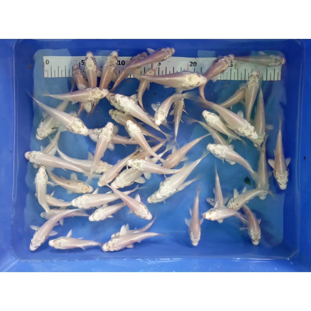 IKAN KOI PLATINUM SIZE 7-9CM