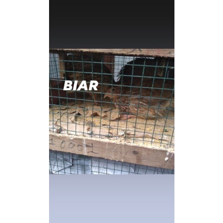 burung puyuh jantan dan betina