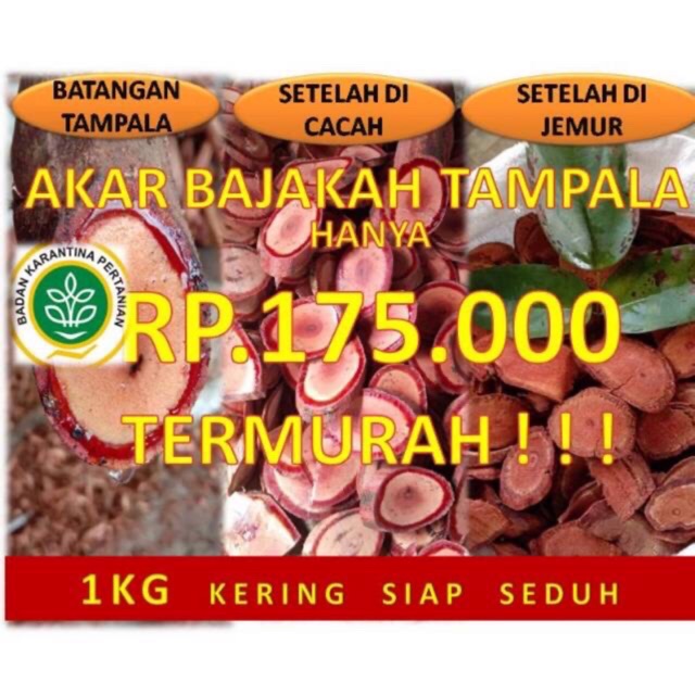 (Ready, bisa COD) Kayu akar Bajakah asli dijamin 100% netto 1 kg bajakah kalalawit tampala