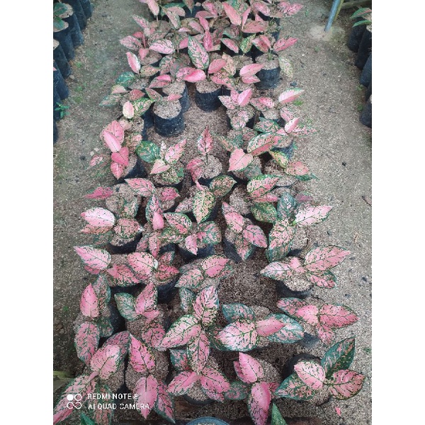 Aglonema Murah, Aglaonema Lady Valentine + Pot Yogap Putih