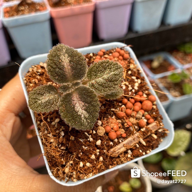 Episcia metalica
