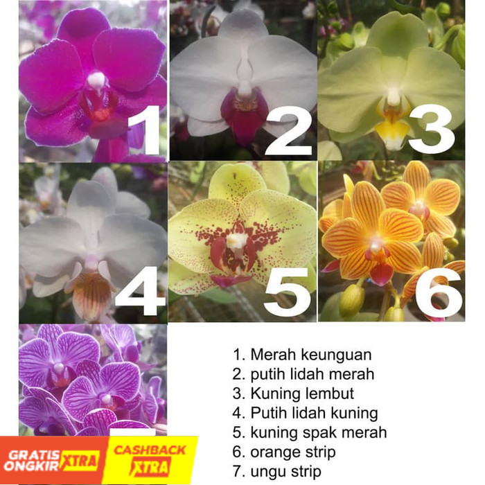 Bibit Anggrek Bulan Mini (dewasa siap berbunga) Promo SALE