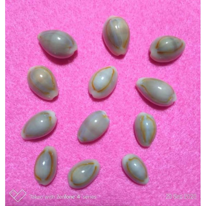 Cangkang Kerang dan Simping Kerang Asli