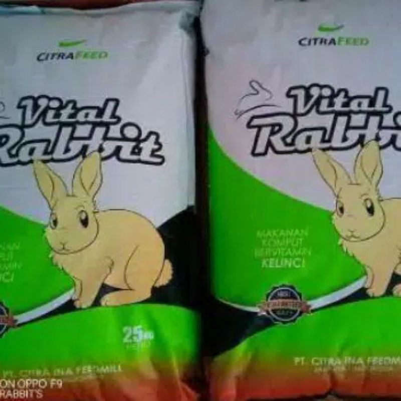 pur kelinci vital rabbit