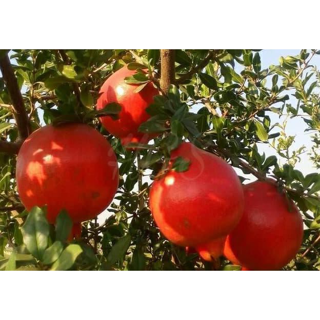 BIBIT TANAMAN BUAH DELIMA INDIA (GIANT POMEGRANATE)