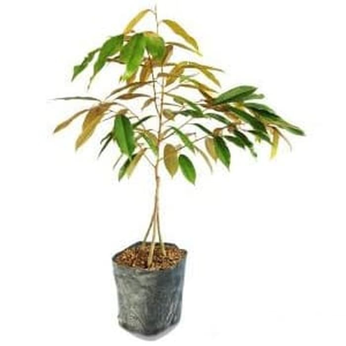 AF Tanaman Durian Duri Hitam Kaki 3 - Tinggi 1 Meter