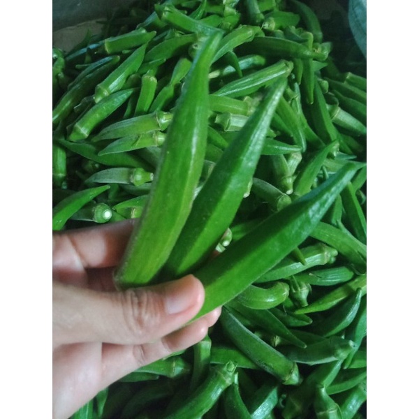 

sayur okra hijau, okrasegar,okra murah 1 kg