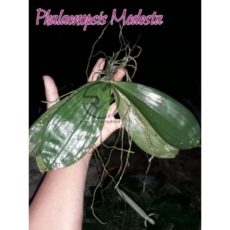 PHALAENOPSIS MODESTA SIZE JUMBO SP MERATUS KALIMANTAN SELATAN