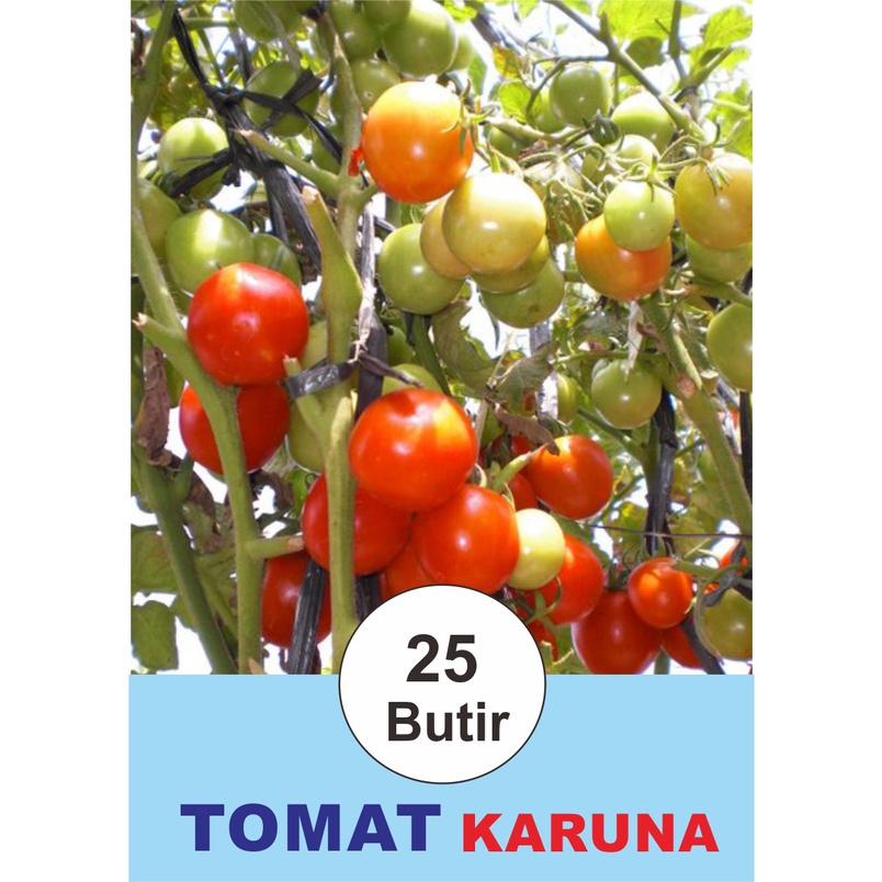Benih Biji Bibit Buah Tomat Sambal / Tomat KARUNA
