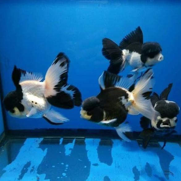 Terbaru Mas Koki Panda / Ikan Hias / Aquascape (4-5Cm)
