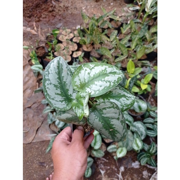SEKINDAFSUS, DAUN PITON, TANAMAN UNIK LANGKA, PHILO, SINGONIUM, DENDRO, JANDA BOLONG, ANTORIUM