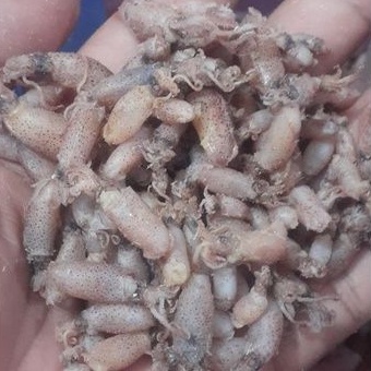 

Baby Cumi size 1-2 cm