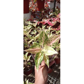 Aglonema Mutiara Siam