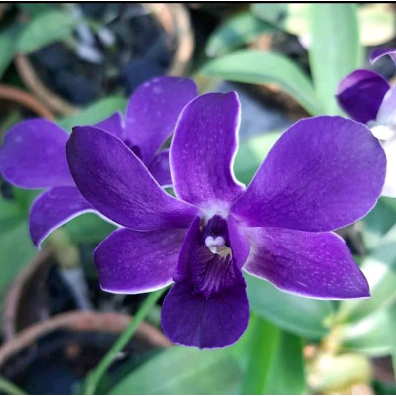 bibit Anggrek Dendrobium Manna Blue Dewasa