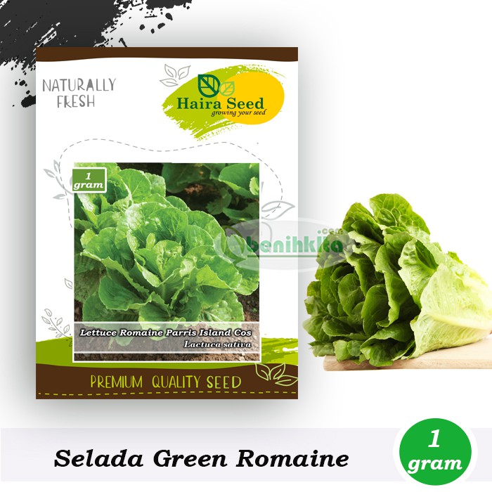 Benih-Bibit Selada Green Romaine Parris Island Cos (Haira Seed)