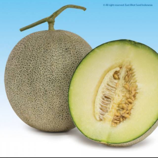 5 Biji Benih Buah Melon Alina F1 Melon Hijau
