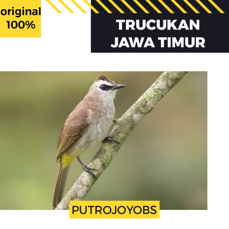 Jual BURUNG CRUCUKAN TRUCUKAN TRUCUK JAWA TIMUR BAHAN PILIHAN | Shopee Indonesia