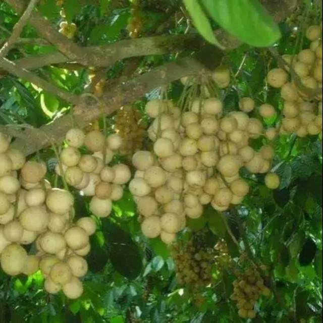 Bibit buah duku palembang