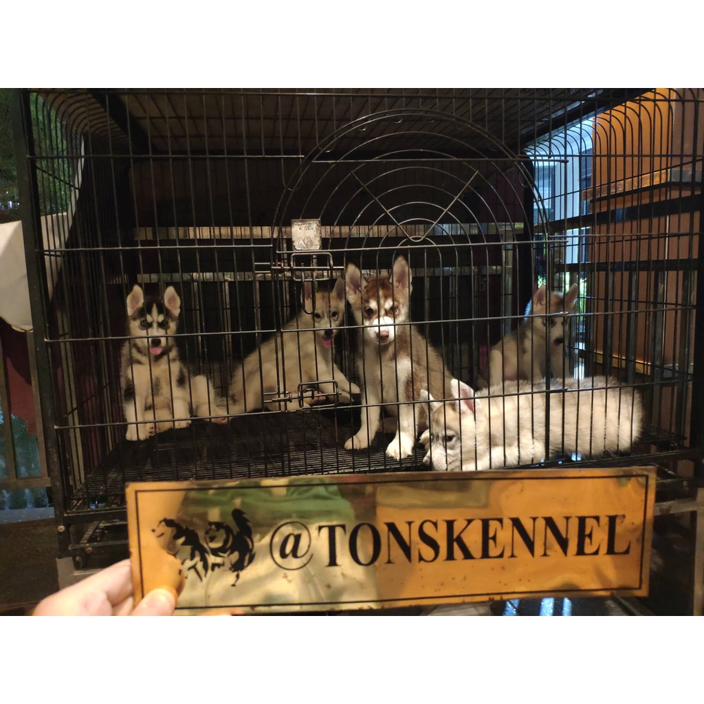 Siberian Husky Stb Vaksin Microchip Husky Big Bone Long Hair Ready Jual Anjing di Medan