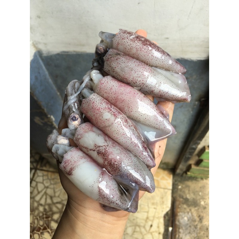 

Cumi Sero Fresh Termurah