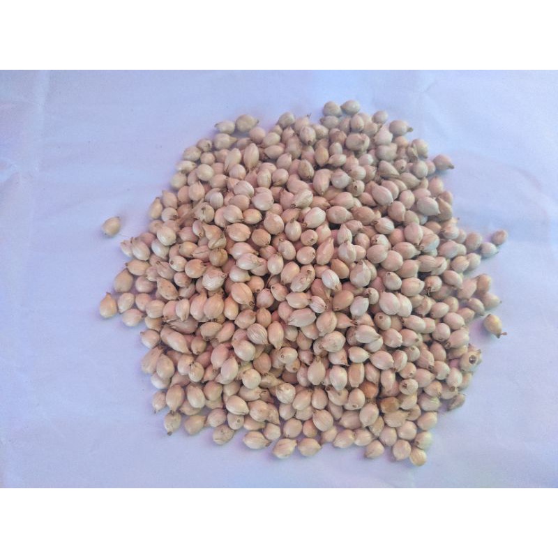 

biji jali jali belum di kupas berkelas/bahan kerajinan 250gr