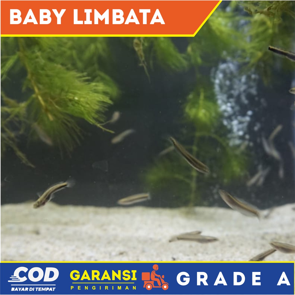 BABY LIMBATA UKURAN 3-4 CENTI