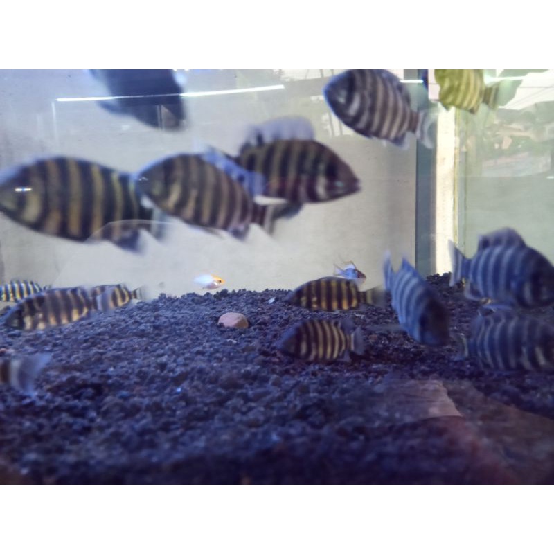 

Nentynine/zebranentynine