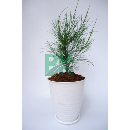 Tanaman Bunga Cemara Udang(Casuarina Equisetifolia) - Bibit bunga cemara udang bisa di bonsai - BAKUL KEMBANG