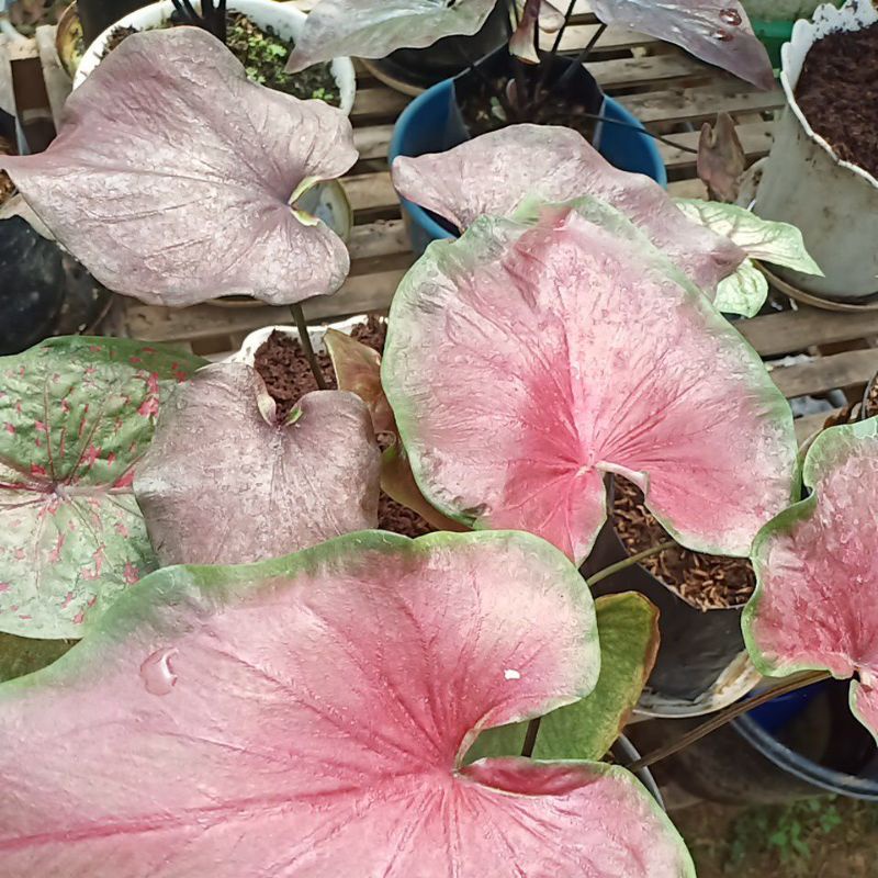 caladium hybrid