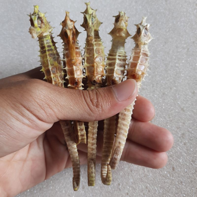 

kuda laut kering ukuran 10,11,12,13,14,15,16,17 CM asli karimun jawa