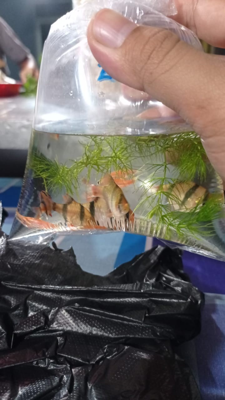 Kunci Laci Lemari Olimpik Olympic Drawer Lock 101 303 16mm Elco Erotek Lenaga Huben