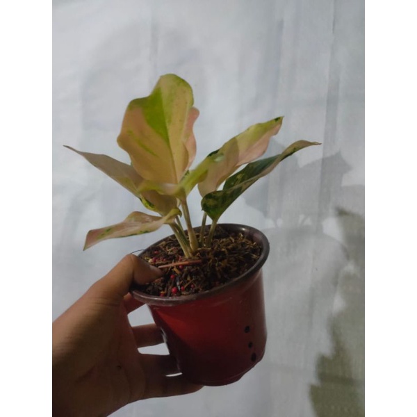 aglaonema golden love
