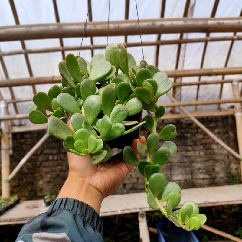 Succulent Jade Plant Juntai Indukan Besar/ Jade plant Juntai/ Tanaman hias gantung