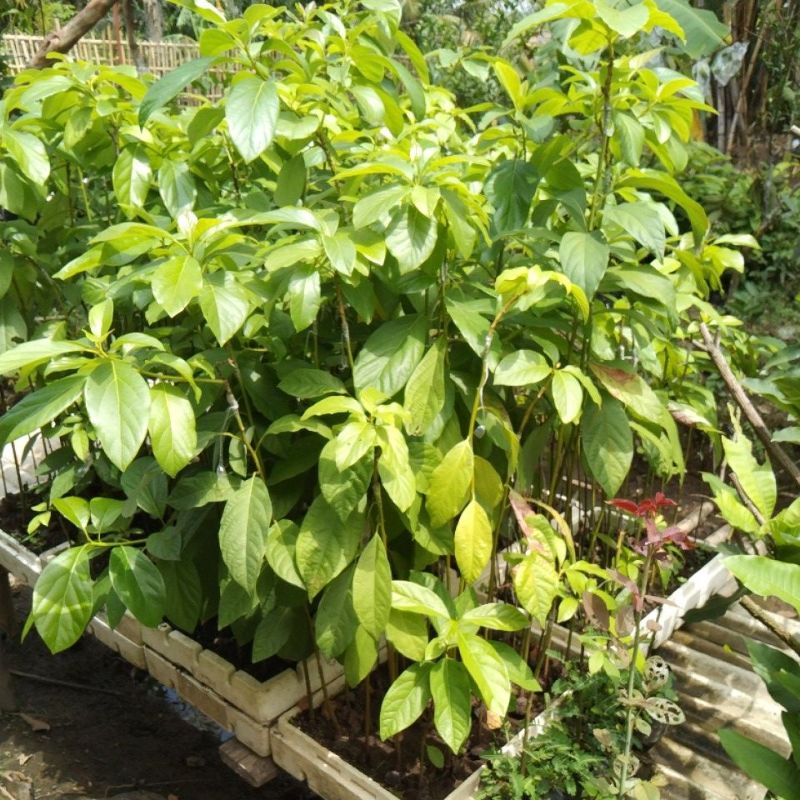 

Alpukat mentega jumbo