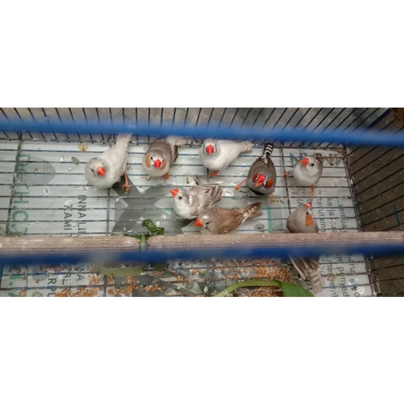 burung zebra finch