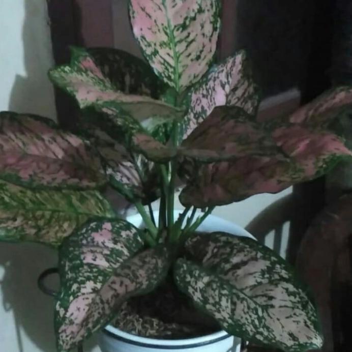 Aglonema Lady Valentine Jumbo Terlaris R33A