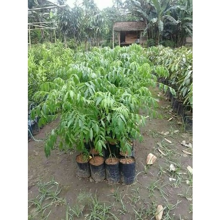 Bibit Kedondong Karimunjawa