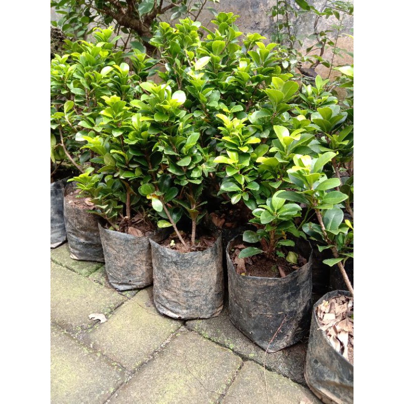 bahan bonsai kompakta import