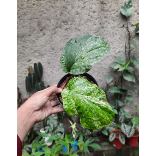 Tanaman Amydrium Variegata ekonomis