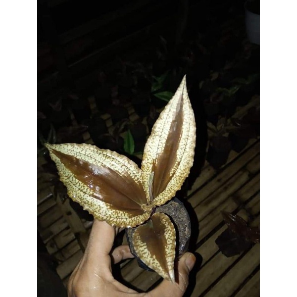 

malaxis exsotis