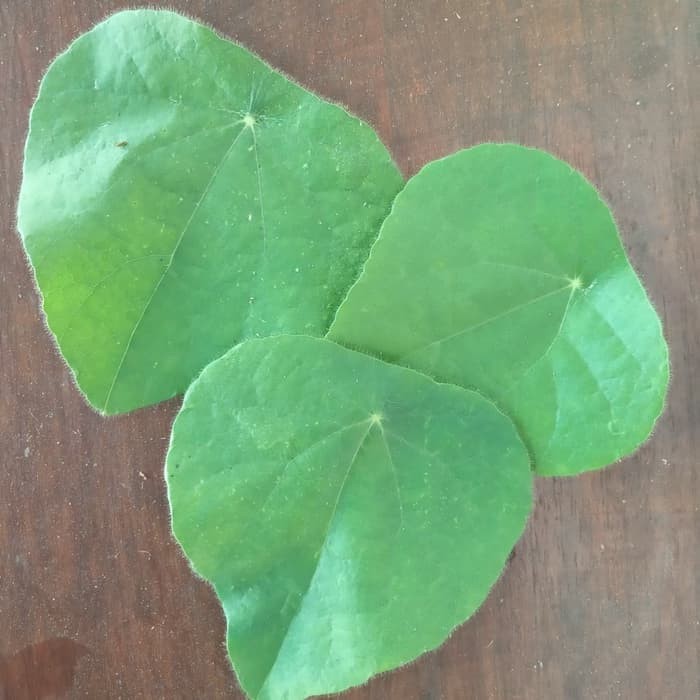 

Daun Cincau Langsung Petik Dari Pohon