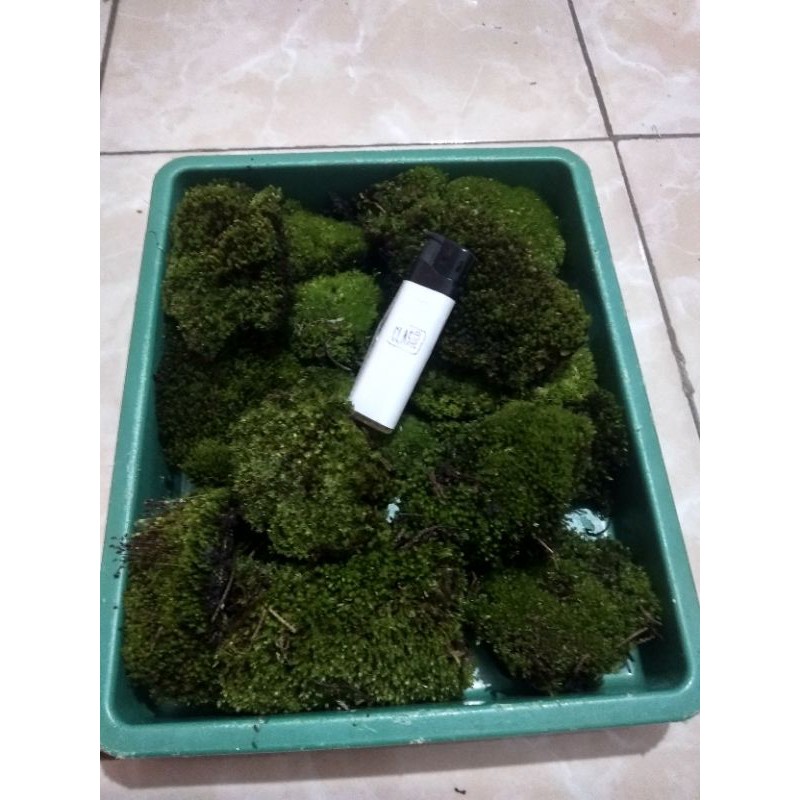 mos darat paludarium porsi nampan tanaman Aquascape