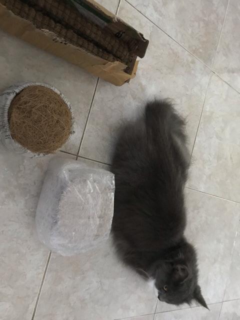 Turus Penyangga Rambatan Tanaman 50cm