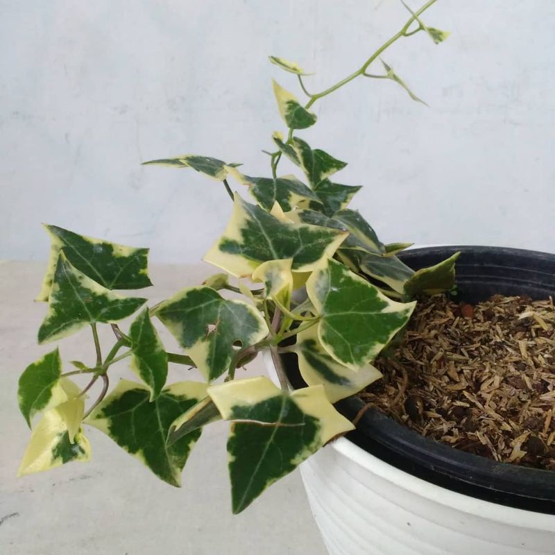 Tanaman hias ivy gantung - ivy english varigata daun tebal