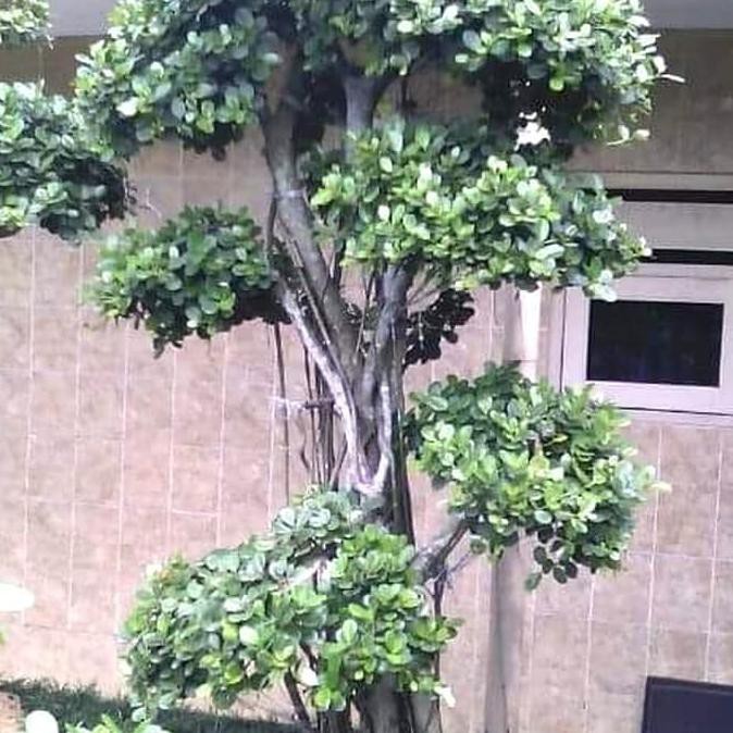 Bonsai beringin korea